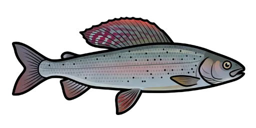 Arctic grayling illustration