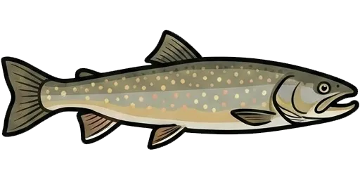 Bull trout illustration