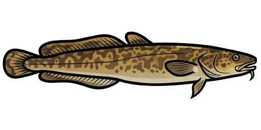 Burbot illustration