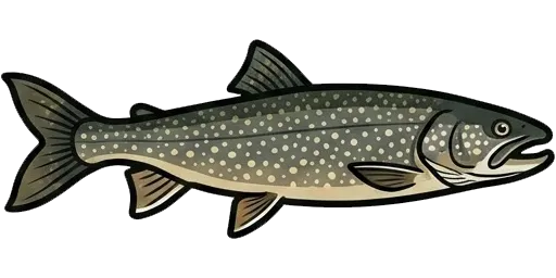 Lake trout illustration