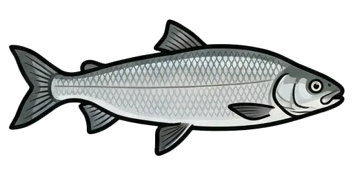 Lake whitefish illustration