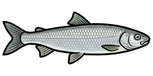 Mountain whitefish illustration