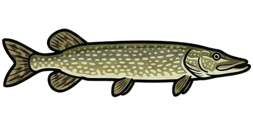 Northern pike illustration