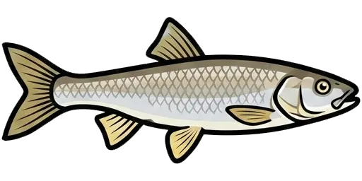 Northern pikeminnow illustration