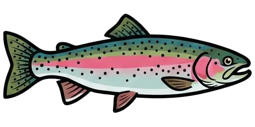 Rainbow trout illustration
