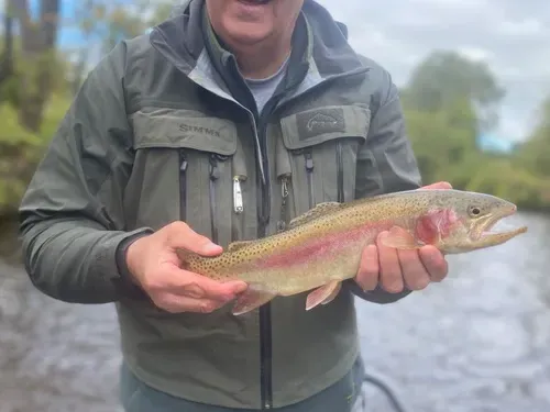 Rainbow trout reported at Timothy Lake